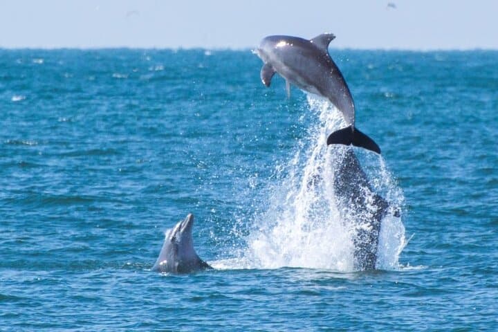 Dolphin Watching Yacht Tour